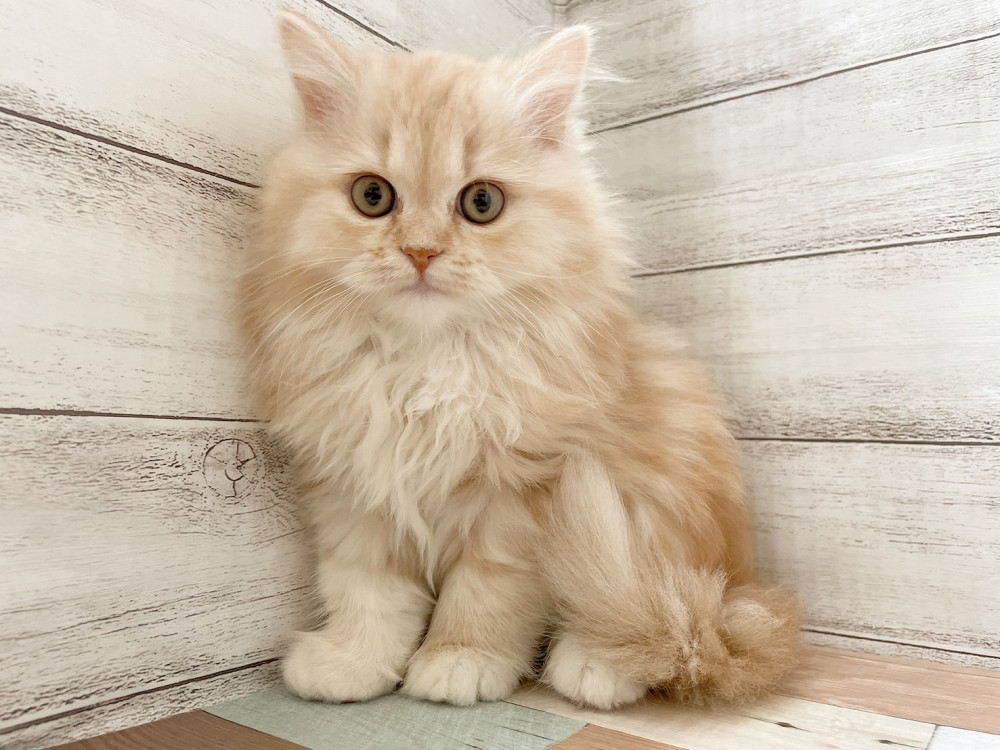 新潟県のマンチカン (竹内ペット 新津本店/2025年9月23日生まれ/女の子/クリームタビーホワイト)の子猫