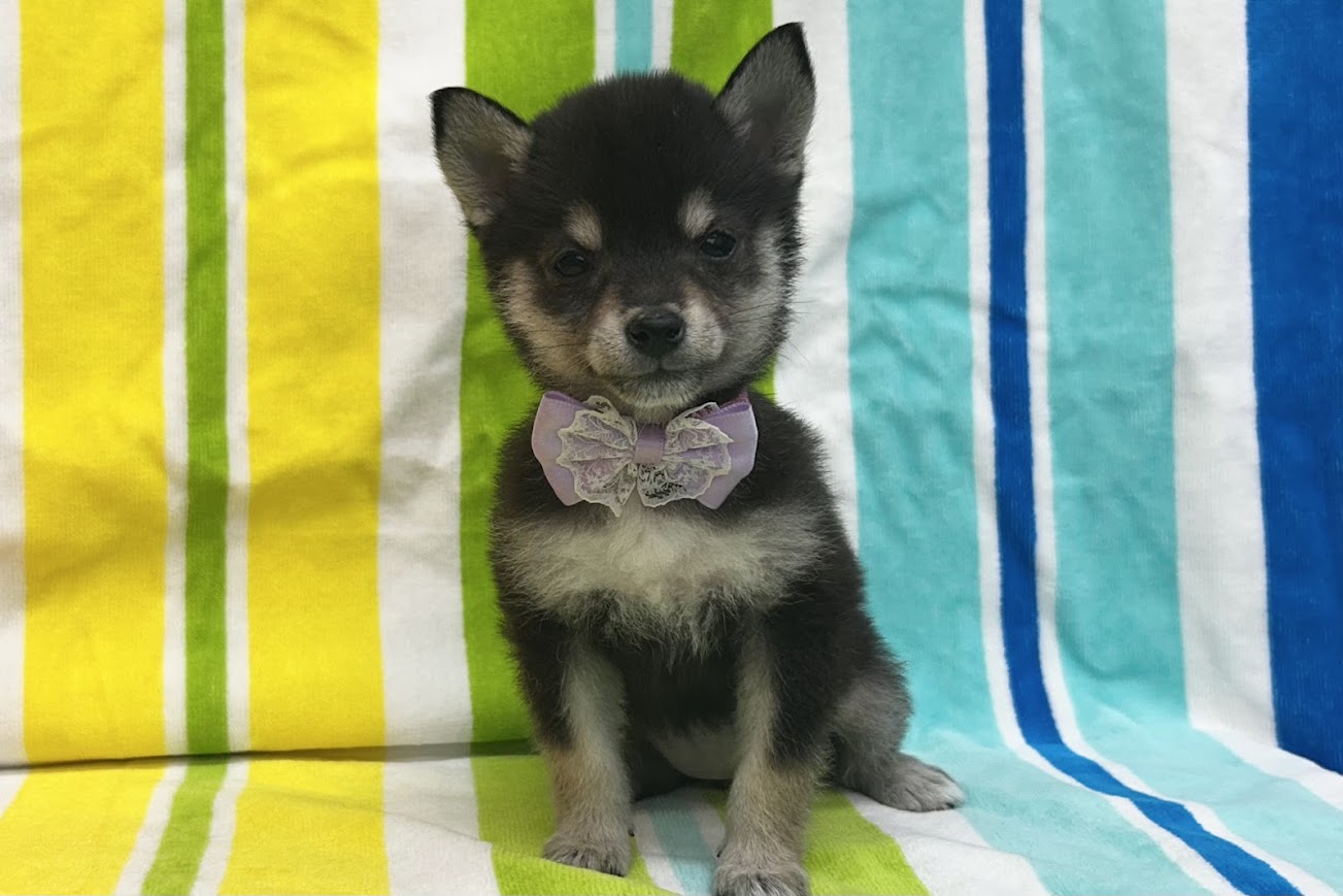 愛知県の豆柴 (ハピースペット鳴海店/2025年4月25日生まれ/女の子/黒)の子犬