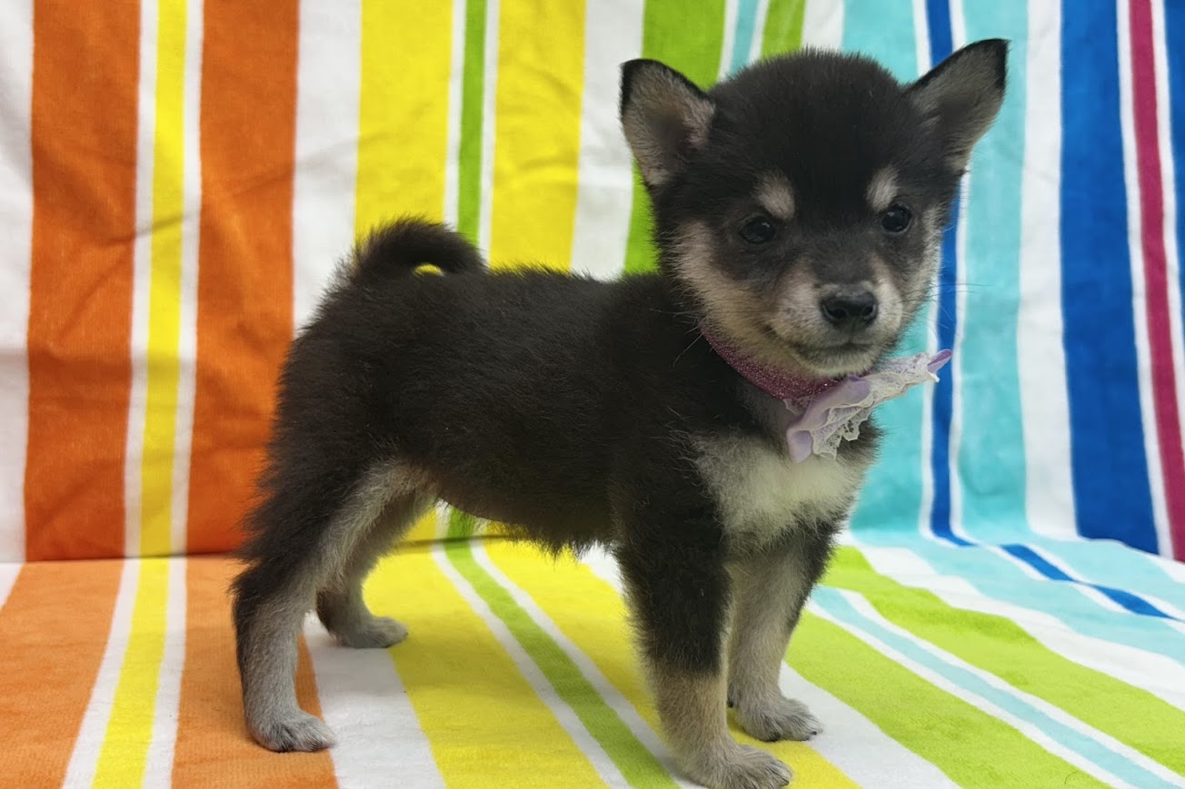 愛知県の豆柴 (ハピースペット鳴海店/2025年4月25日生まれ/女の子/黒)の子犬の3枚目の画像