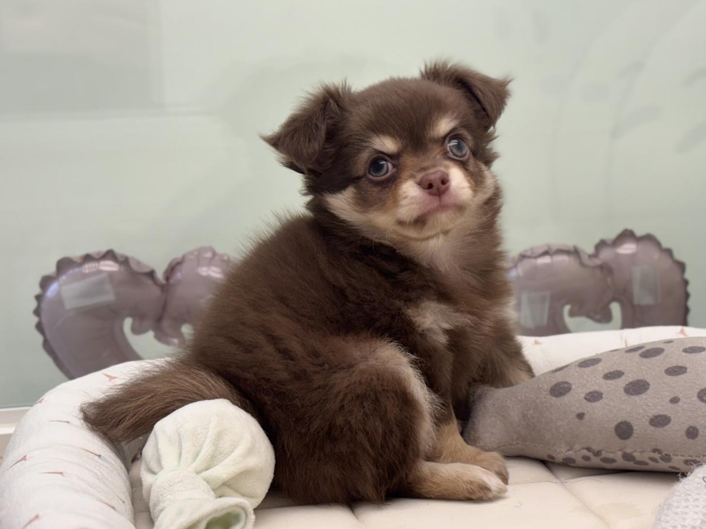 神奈川県のチワワ(ロング) (Doggy Style 小田原店/2026年5月23日生まれ/男の子/チョコレートタン)の子犬の3枚目の画像