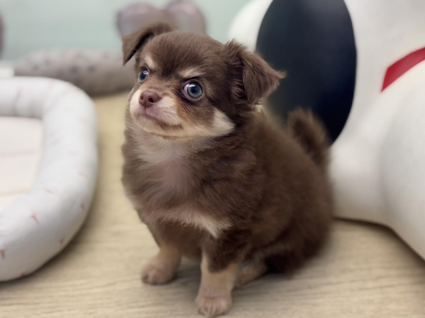 神奈川県のチワワ(ロング) (Doggy Style 小田原店/2026年5月23日生まれ/男の子/チョコレートタン)の子犬の4枚目の画像