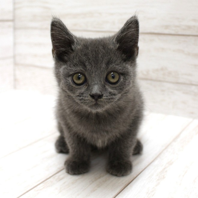 千葉県のブリティッシュショートヘアー (ペピカファミリー松戸店/2025年9月14日生まれ/男の子/ブルー)の子猫
