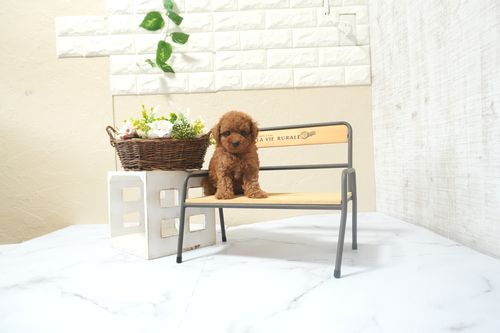 滋賀県のトイプードル(タイニー) (いっぷく湖南店/2025年12月13日生まれ/男の子/レッドフォーン)の子犬の1枚目の画像