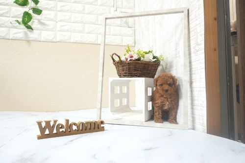 滋賀県のトイプードル(タイニー) (いっぷく湖南店/2025年12月13日生まれ/男の子/レッドフォーン)の子犬の2枚目の画像