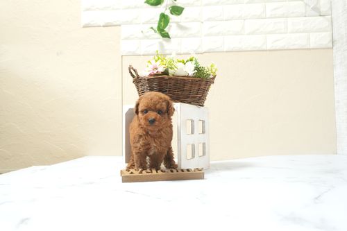 滋賀県のトイプードル(タイニー) (いっぷく湖南店/2025年12月13日生まれ/男の子/レッドフォーン)の子犬の4枚目の画像