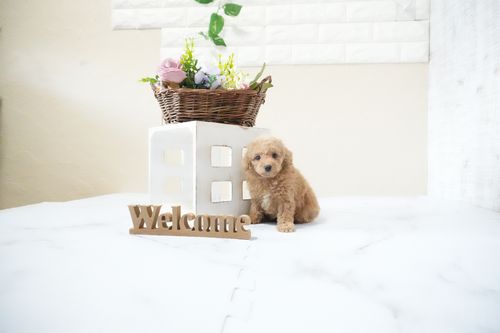 滋賀県のトイプードル(ティーカップ) (いっぷく湖南店/2025年11月20日生まれ/女の子/オレンジフォーン)の子犬の1枚目の画像