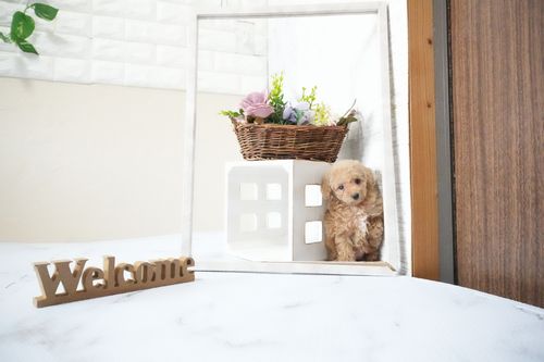 滋賀県のトイプードル(ティーカップ) (いっぷく湖南店/2025年11月20日生まれ/女の子/オレンジフォーン)の子犬の2枚目の画像