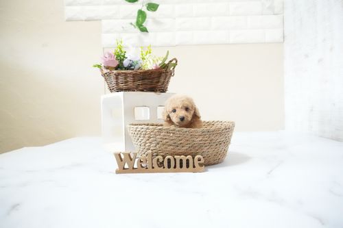 滋賀県のトイプードル(ティーカップ) (いっぷく湖南店/2025年11月20日生まれ/女の子/オレンジフォーン)の子犬の3枚目の画像