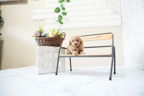 滋賀県のトイプードル(ティーカップ) (いっぷく湖南店/2025年11月20日生まれ/女の子/オレンジフォーン)の子犬の4枚目の画像