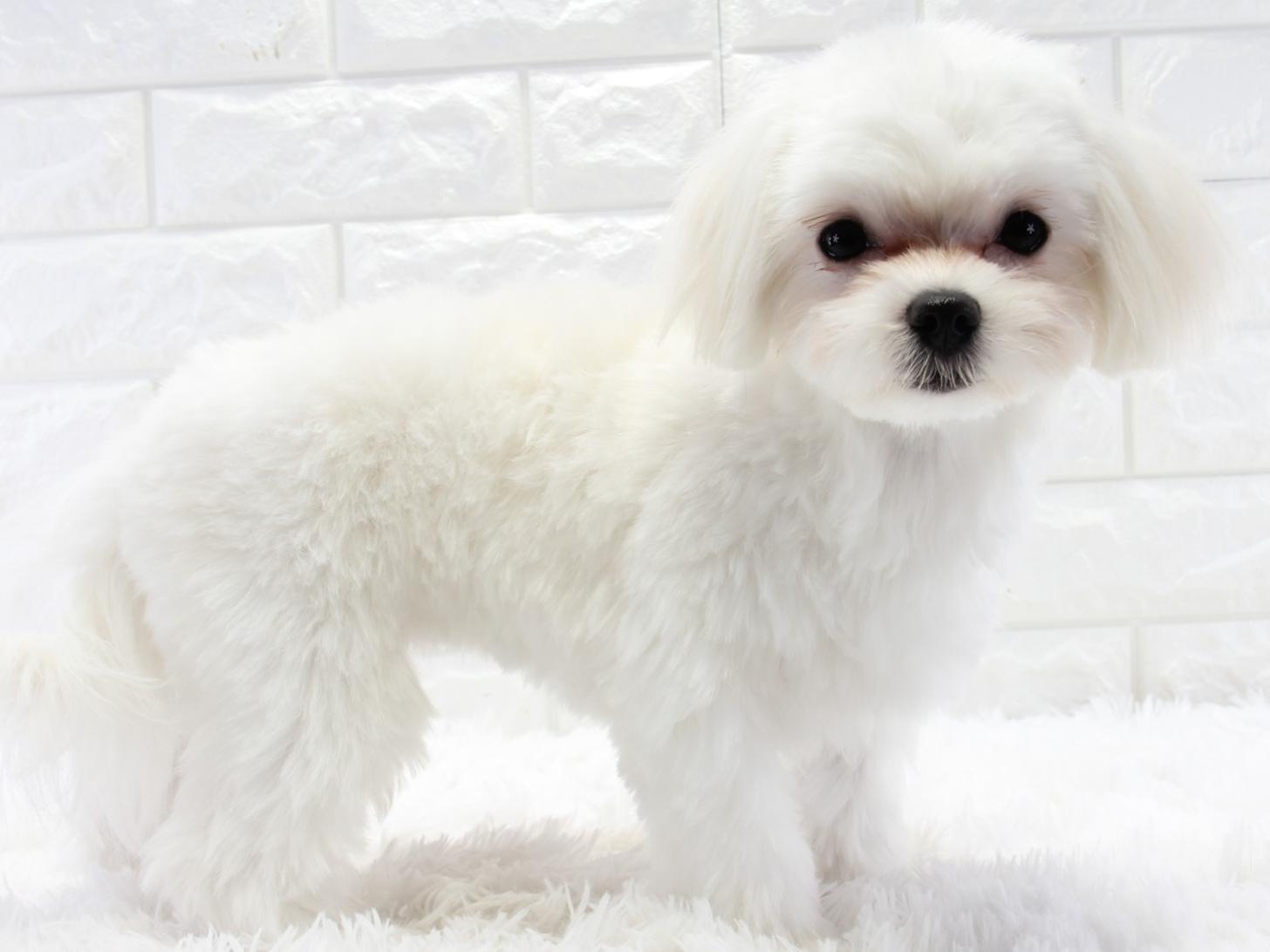 愛知県のマルチーズ (猫福家 名古屋南店/2025年6月18日生まれ/女の子/ホワイト)の子犬の1枚目の画像