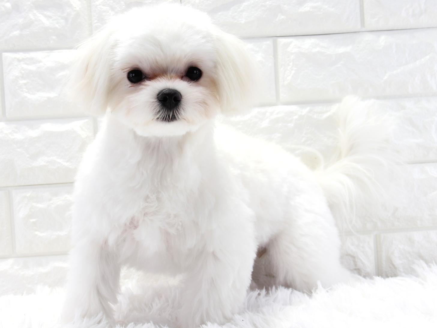 愛知県のマルチーズ (猫福家 名古屋南店/2025年6月18日生まれ/女の子/ホワイト)の子犬の2枚目の画像