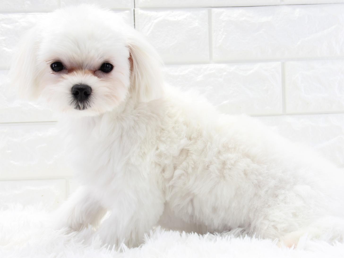 愛知県のマルチーズ (猫福家 名古屋南店/2025年6月18日生まれ/女の子/ホワイト)の子犬の3枚目の画像