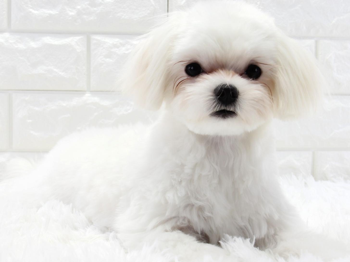 愛知県のマルチーズ (猫福家 名古屋南店/2025年6月18日生まれ/女の子/ホワイト)の子犬の4枚目の画像