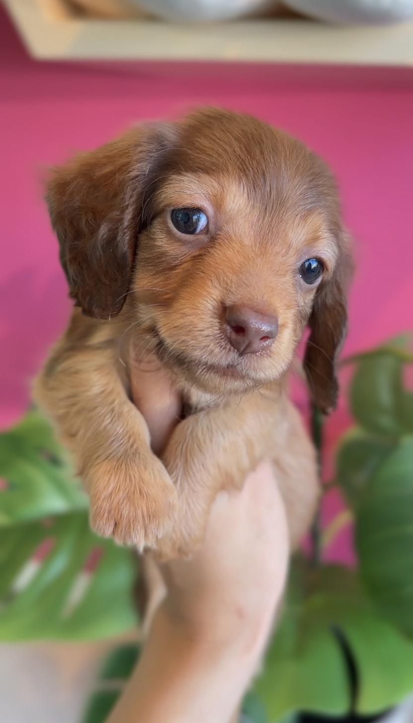 埼玉県のカニンヘンダックスフンド(ロング) (PET SHOP Tiny tales/2025年9月4日生まれ/女の子/イザベラタン)の子犬の1枚目の画像