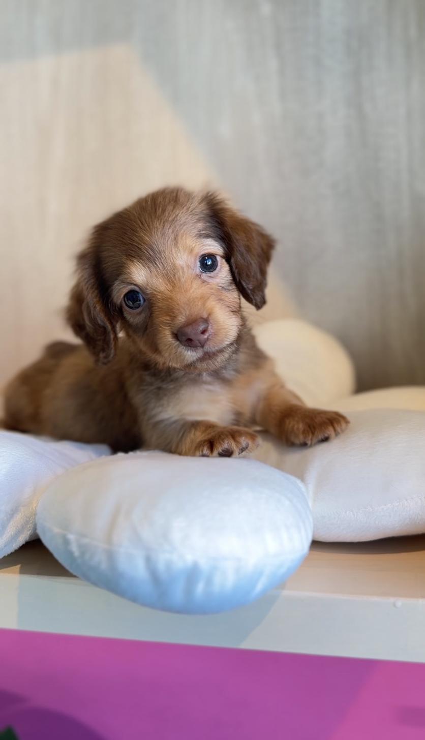 埼玉県のカニンヘンダックスフンド(ロング) (PET SHOP Tiny tales/2025年9月4日生まれ/女の子/イザベラタン)の子犬の2枚目の画像