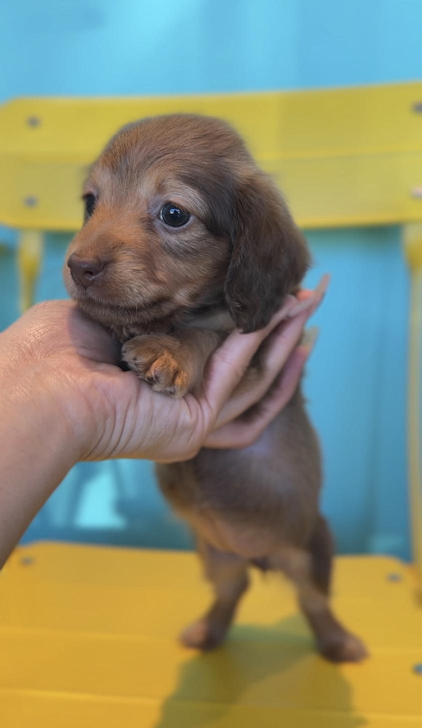 埼玉県のカニンヘンダックスフンド(ロング) (PET SHOP Tiny tales/2025年9月4日生まれ/女の子/イザベラタン)の子犬の3枚目の画像