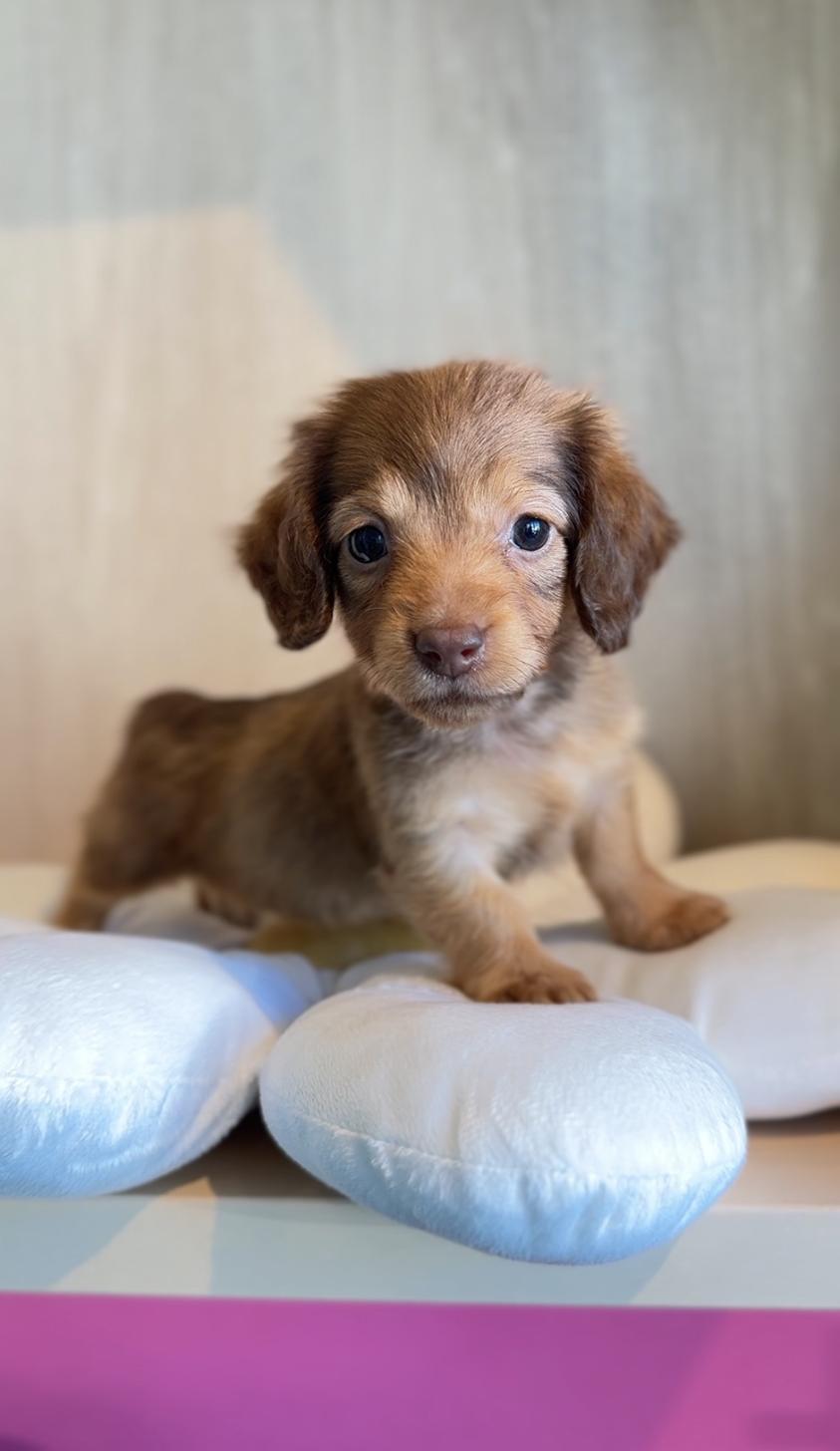 埼玉県のカニンヘンダックスフンド(ロング) (PET SHOP Tiny tales/2025年9月4日生まれ/女の子/イザベラタン)の子犬の4枚目の画像