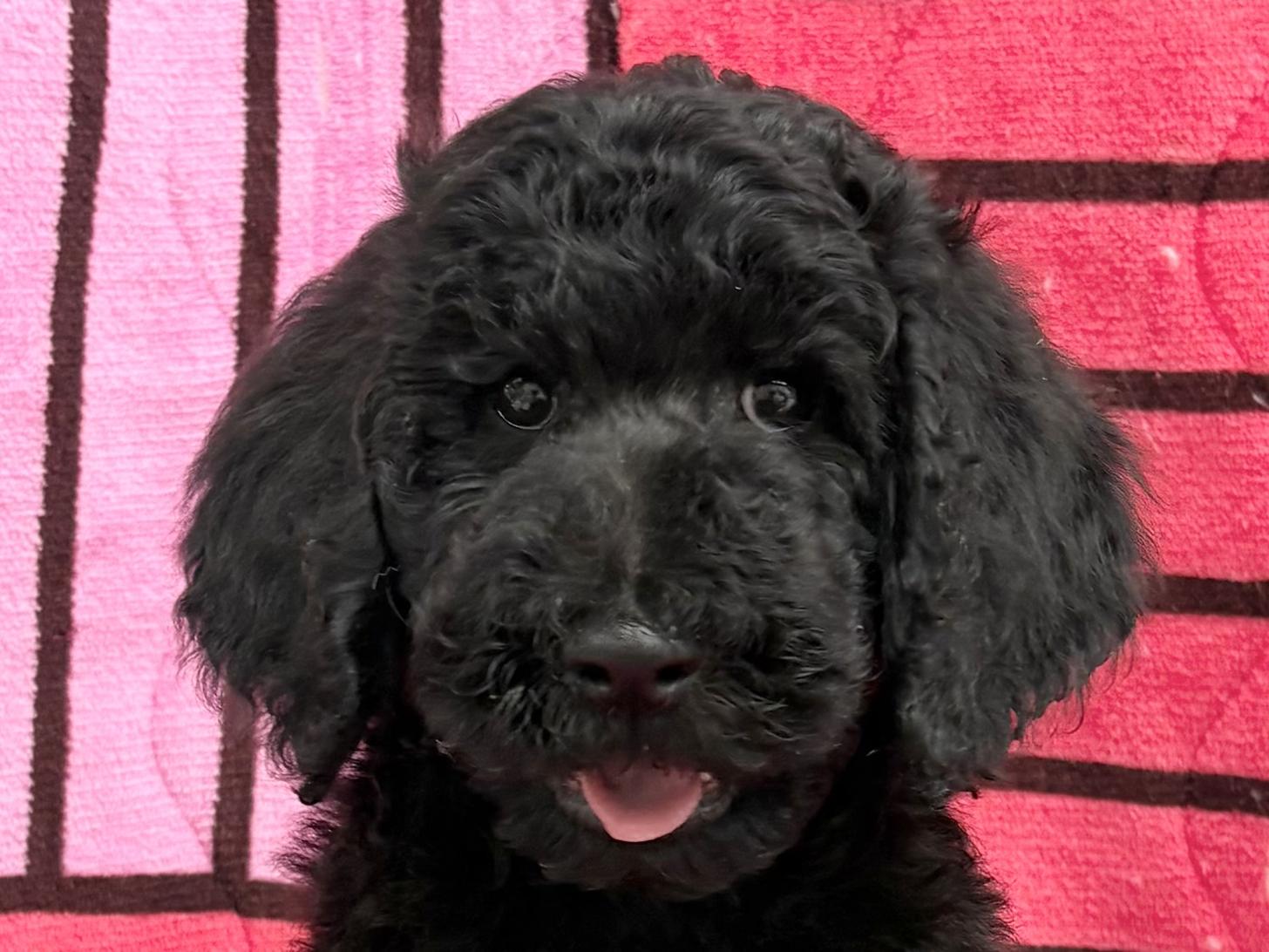 愛知県のスタンダードプードル (ハピースペット春日井アミーゴ店/2025年12月28日生まれ/女の子/ブラック)の子犬の2枚目の画像