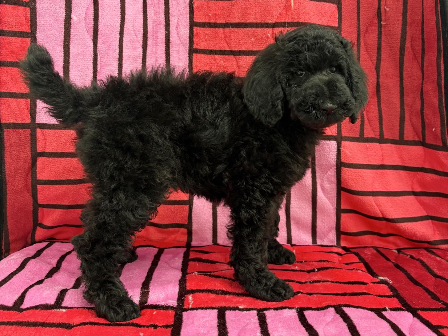 愛知県のスタンダードプードル (ハピースペット春日井アミーゴ店/2025年12月28日生まれ/女の子/ブラック)の子犬の3枚目の画像