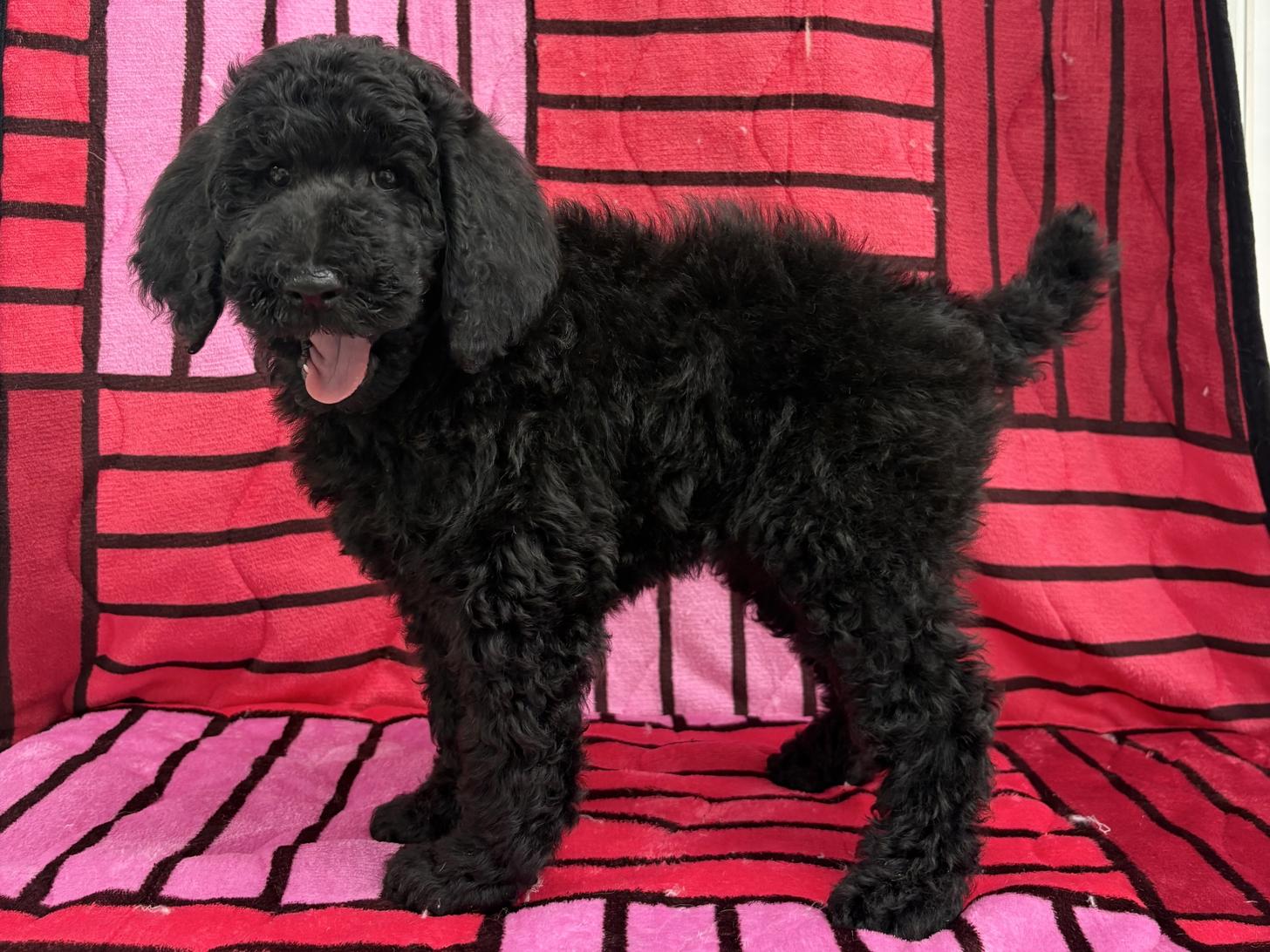 愛知県のスタンダードプードル (ハピースペット春日井アミーゴ店/2025年12月28日生まれ/女の子/ブラック)の子犬の4枚目の画像