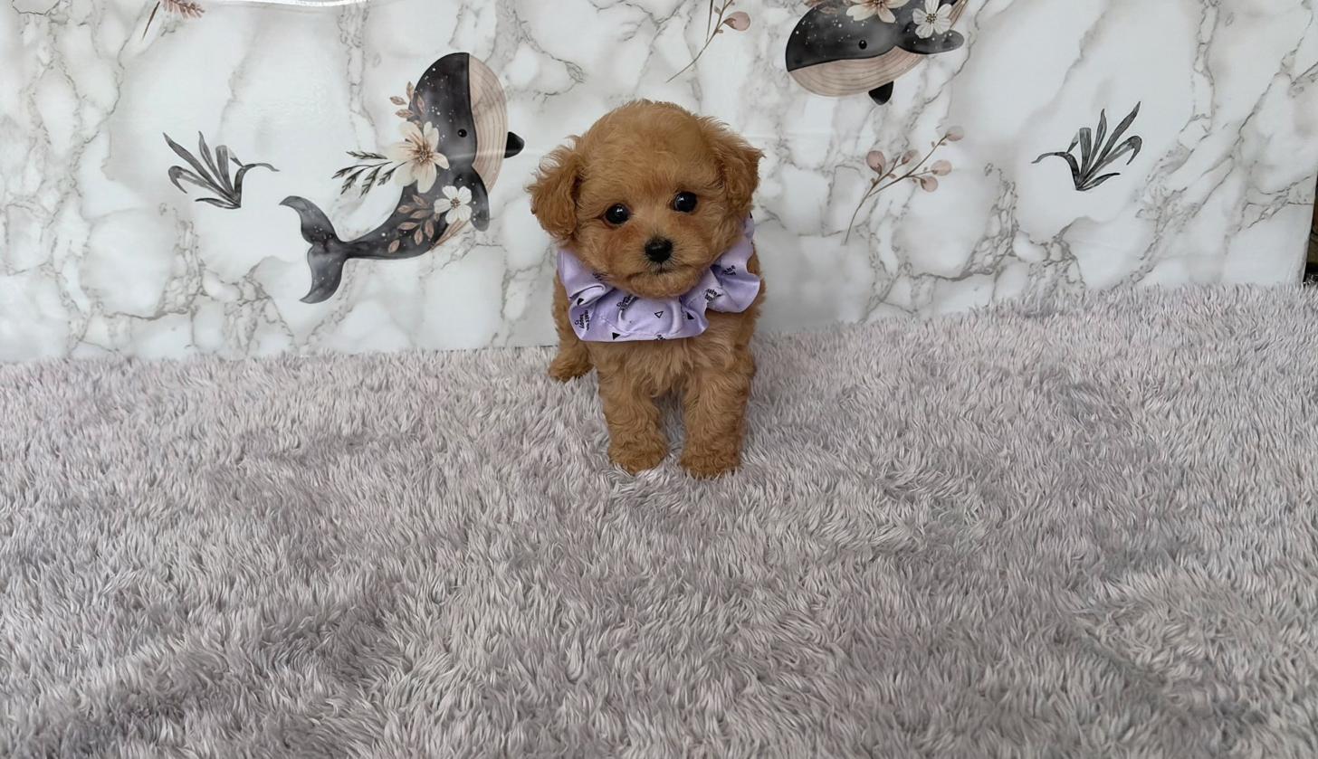 福岡県のトイプードル(ティーカップ) (ぱぴぷぺっと福岡店/2026年2月19日生まれ/男の子/アプリコット)の子犬の1枚目の画像