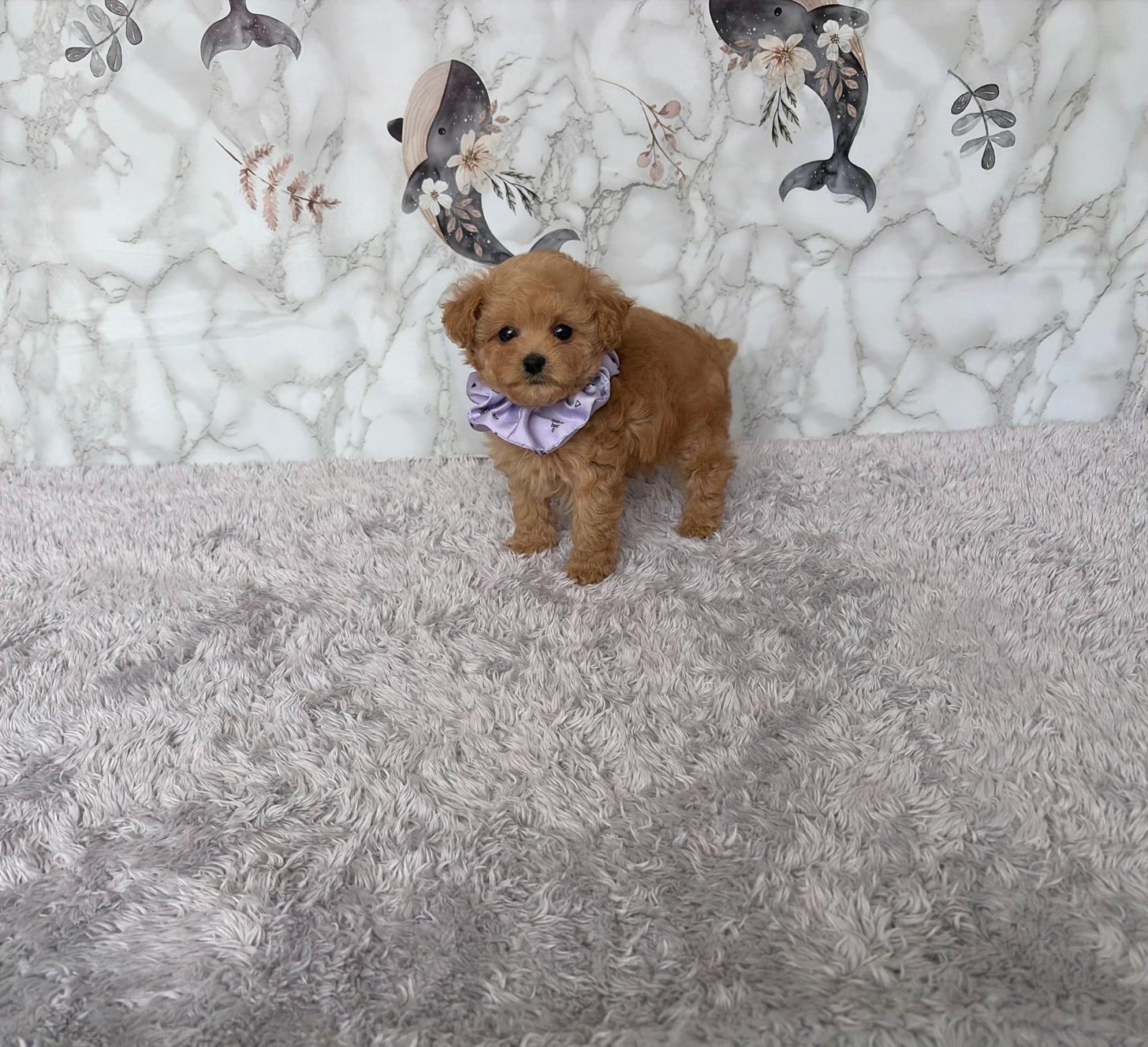 福岡県のトイプードル(ティーカップ) (ぱぴぷぺっと福岡店/2026年2月19日生まれ/男の子/アプリコット)の子犬の2枚目の画像