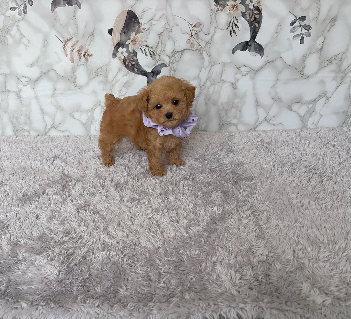 福岡県のトイプードル(ティーカップ) (ぱぴぷぺっと福岡店/2026年2月19日生まれ/男の子/アプリコット)の子犬の3枚目の画像