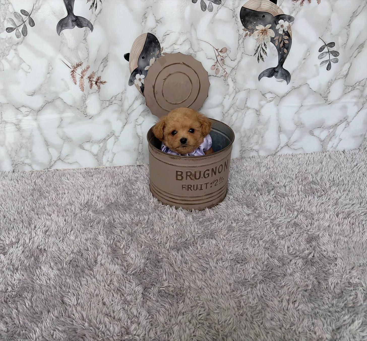 福岡県のトイプードル(ティーカップ) (ぱぴぷぺっと福岡店/2026年2月19日生まれ/男の子/アプリコット)の子犬の4枚目の画像