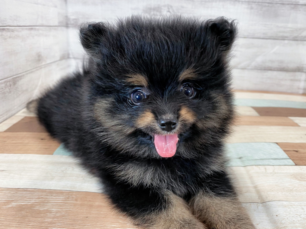 新潟県のポメラニアン (竹内ペット 新津本店/2025年8月22日生まれ/男の子/ブラックタン)の子犬の1枚目の画像