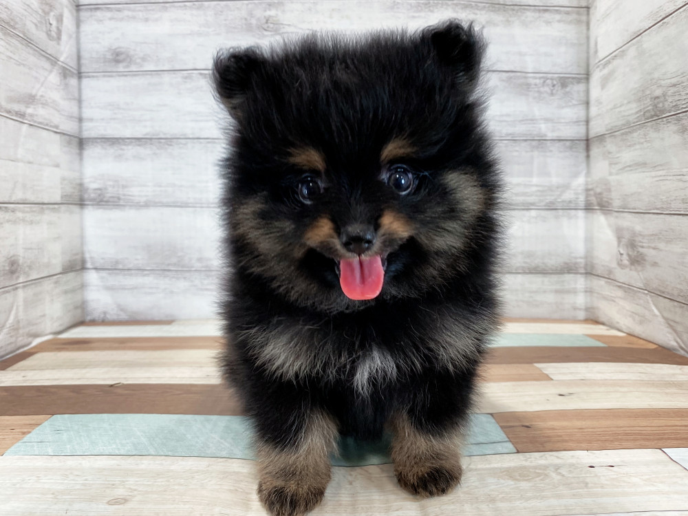 新潟県のポメラニアン (竹内ペット 新津本店/2025年8月22日生まれ/男の子/ブラックタン)の子犬の2枚目の画像