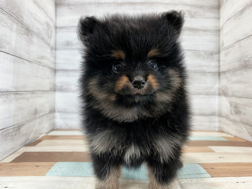 ポメラニアン　　2.5.9番 こだまにあ ポメラニアンこだまの日常 on X: 