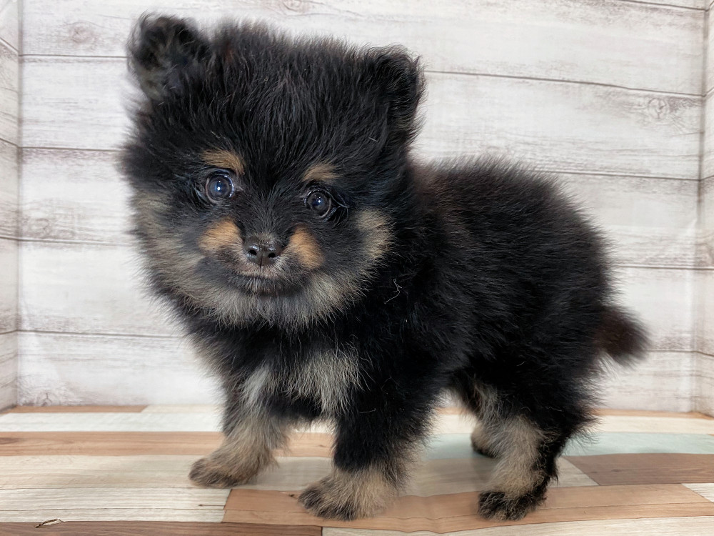 新潟県のポメラニアン (竹内ペット 新津本店/2025年8月22日生まれ/男の子/ブラックタン)の子犬の4枚目の画像