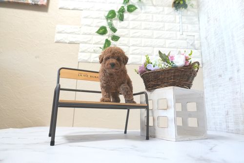 滋賀県のトイプードル(トイ) (いっぷく湖南店/2025年8月28日生まれ/男の子/レッドフォーン)の子犬の3枚目の画像