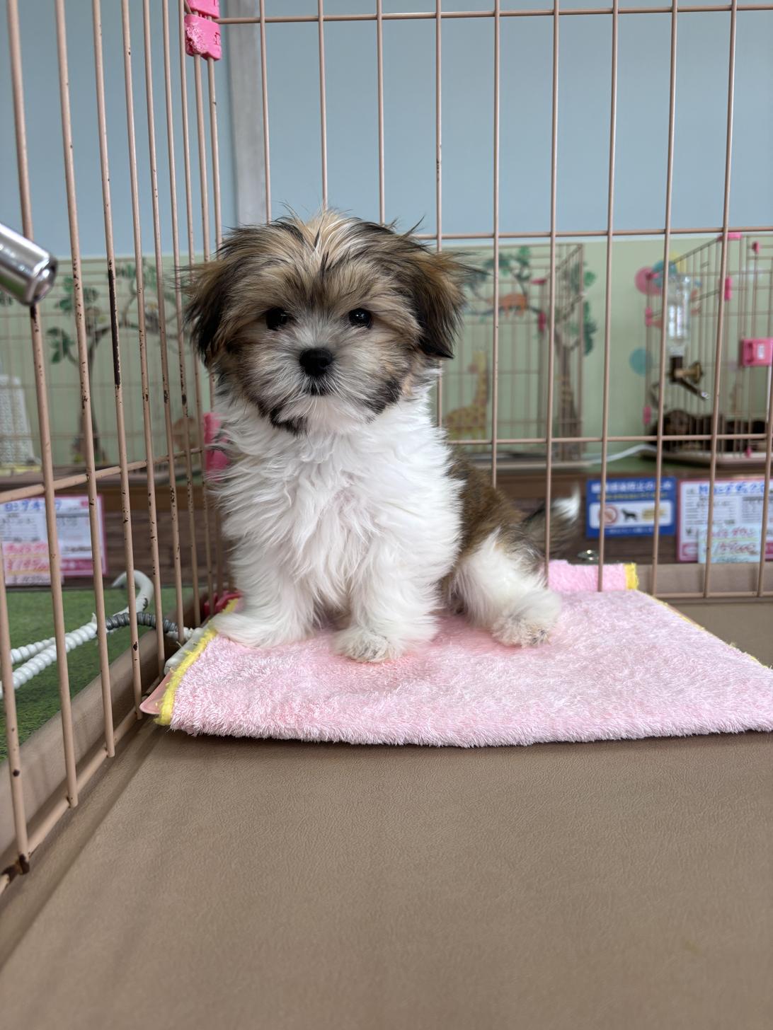 愛知県のマルズー/マルシーズ(マルチーズ×シーズー) (子いぬの足あと/2025年11月3日生まれ/男の子/ゴールドホワイト)の子犬