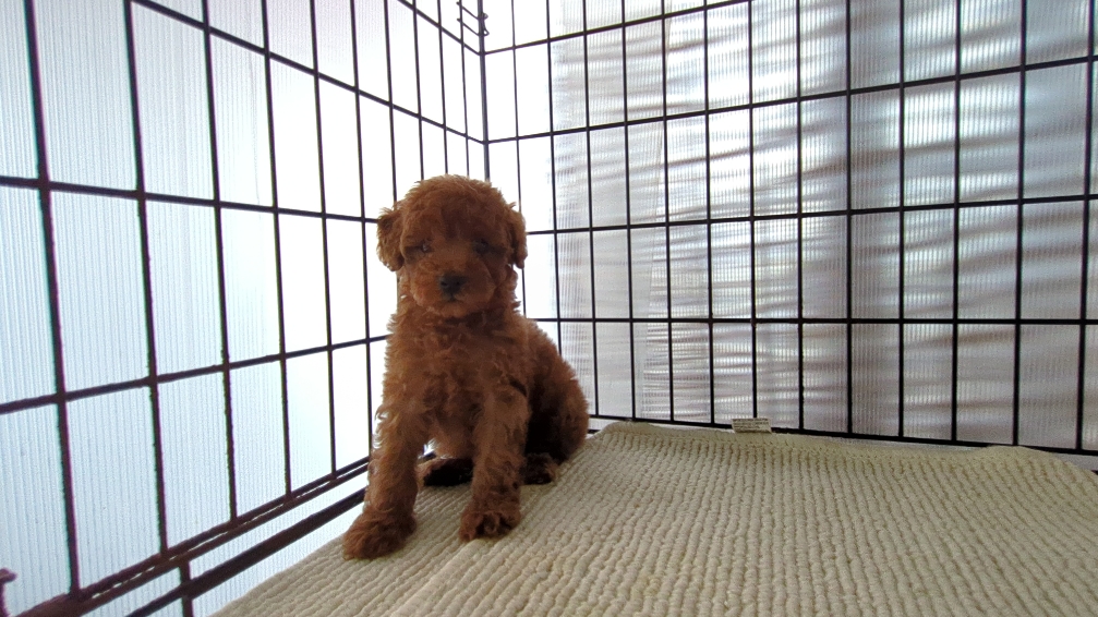 茨城県のトイプードル(トイ) (ペットショップスズキ/2026年7月18日生まれ/女の子/レッド)の子犬の3枚目の画像