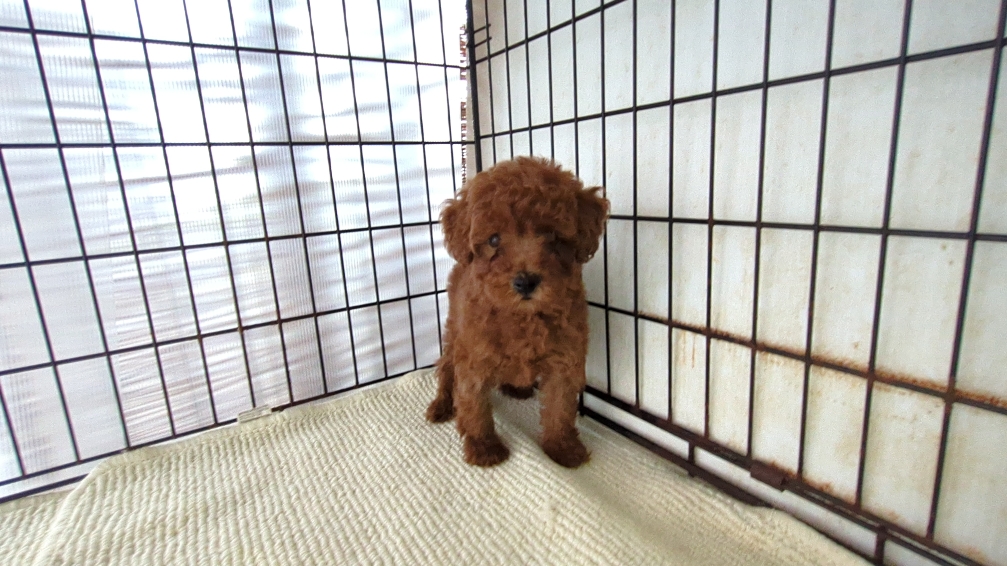 茨城県のトイプードル(トイ) (ペットショップスズキ/2026年7月18日生まれ/女の子/レッド)の子犬の4枚目の画像