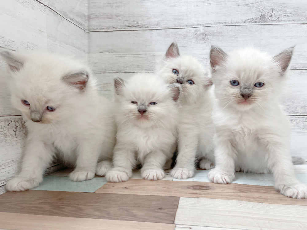 新潟県のラグドール (竹内ペット 新津本店/2025年10月11日生まれ/女の子/その他色)の子猫の2枚目の画像