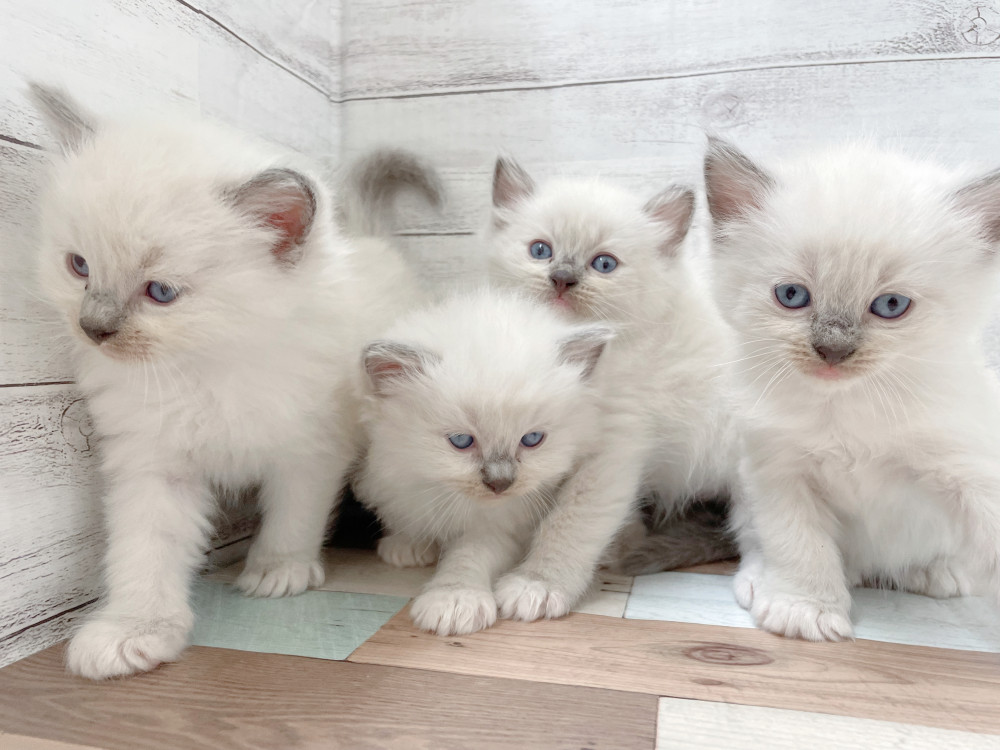 新潟県のラグドール (竹内ペット 新津本店/2025年10月11日生まれ/女の子/その他色)の子猫の3枚目の画像