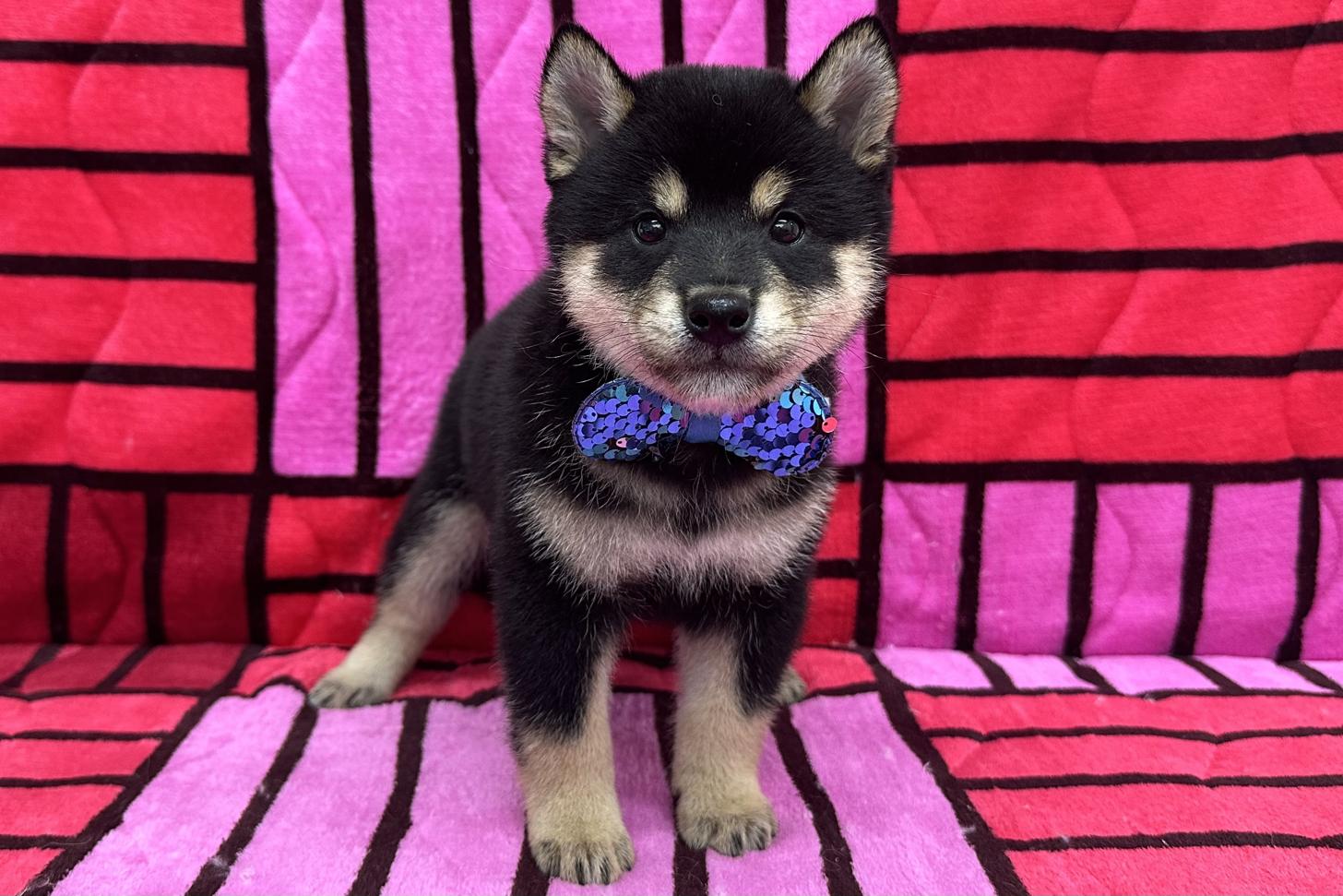 愛知県の柴犬(標準サイズ) (ハピースペット鳴海店/2025年4月10日生まれ/男の子/黒)の子犬