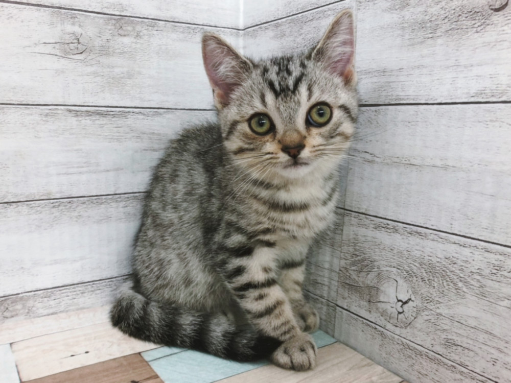 新潟県のマンチカン (竹内ペット 白根店/2026年8月21日生まれ/男の子/シルバータビー)の子猫の1枚目の画像