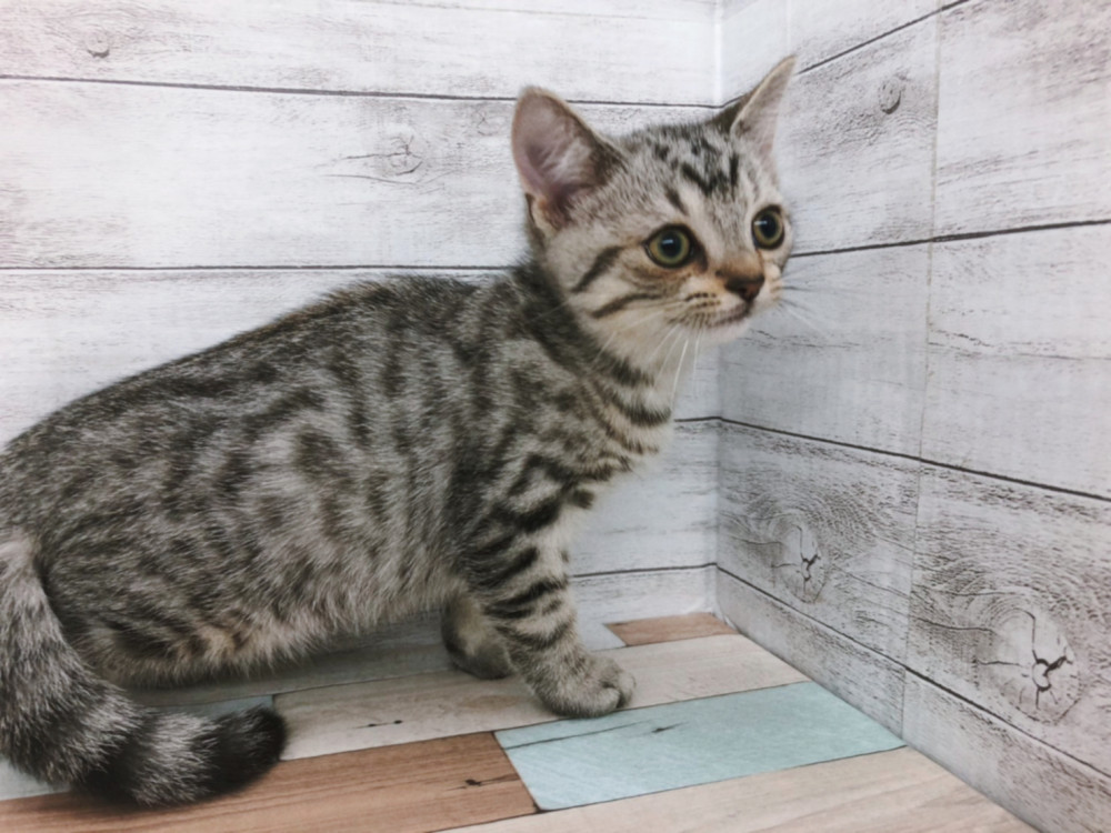 新潟県のマンチカン (竹内ペット 白根店/2026年8月21日生まれ/男の子/シルバータビー)の子猫の2枚目の画像