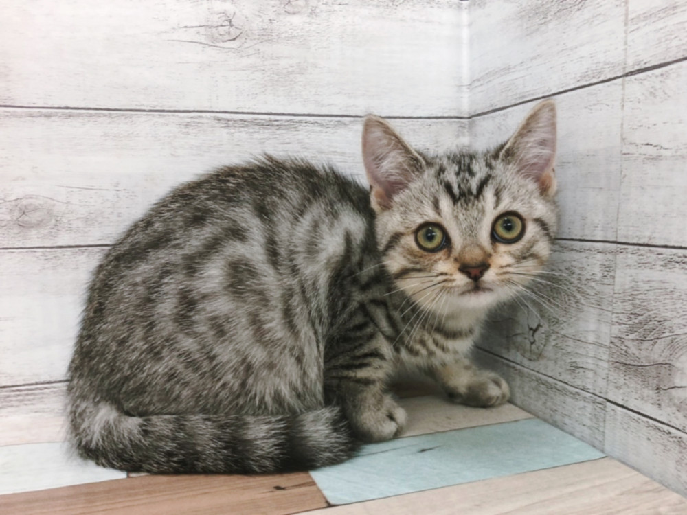 新潟県のマンチカン (竹内ペット 白根店/2026年8月21日生まれ/男の子/シルバータビー)の子猫の3枚目の画像