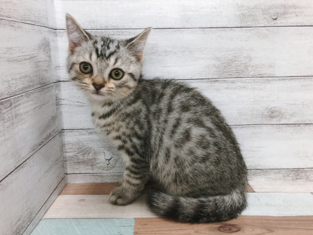 新潟県のマンチカン (竹内ペット 白根店/2026年8月21日生まれ/男の子/シルバータビー)の子猫の4枚目の画像