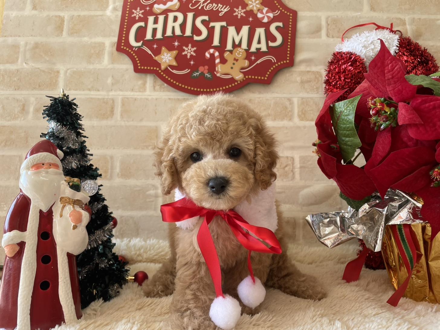 佐賀県のトイプードル(トイ) (スタードッグス新鳥栖店/2025年9月17日生まれ/女の子/アプリコット)の子犬の1枚目の画像