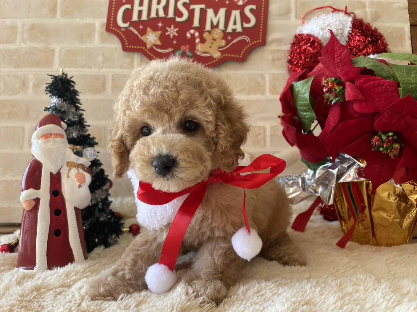 佐賀県のトイプードル(トイ) (スタードッグス新鳥栖店/2025年9月17日生まれ/女の子/アプリコット)の子犬の2枚目の画像