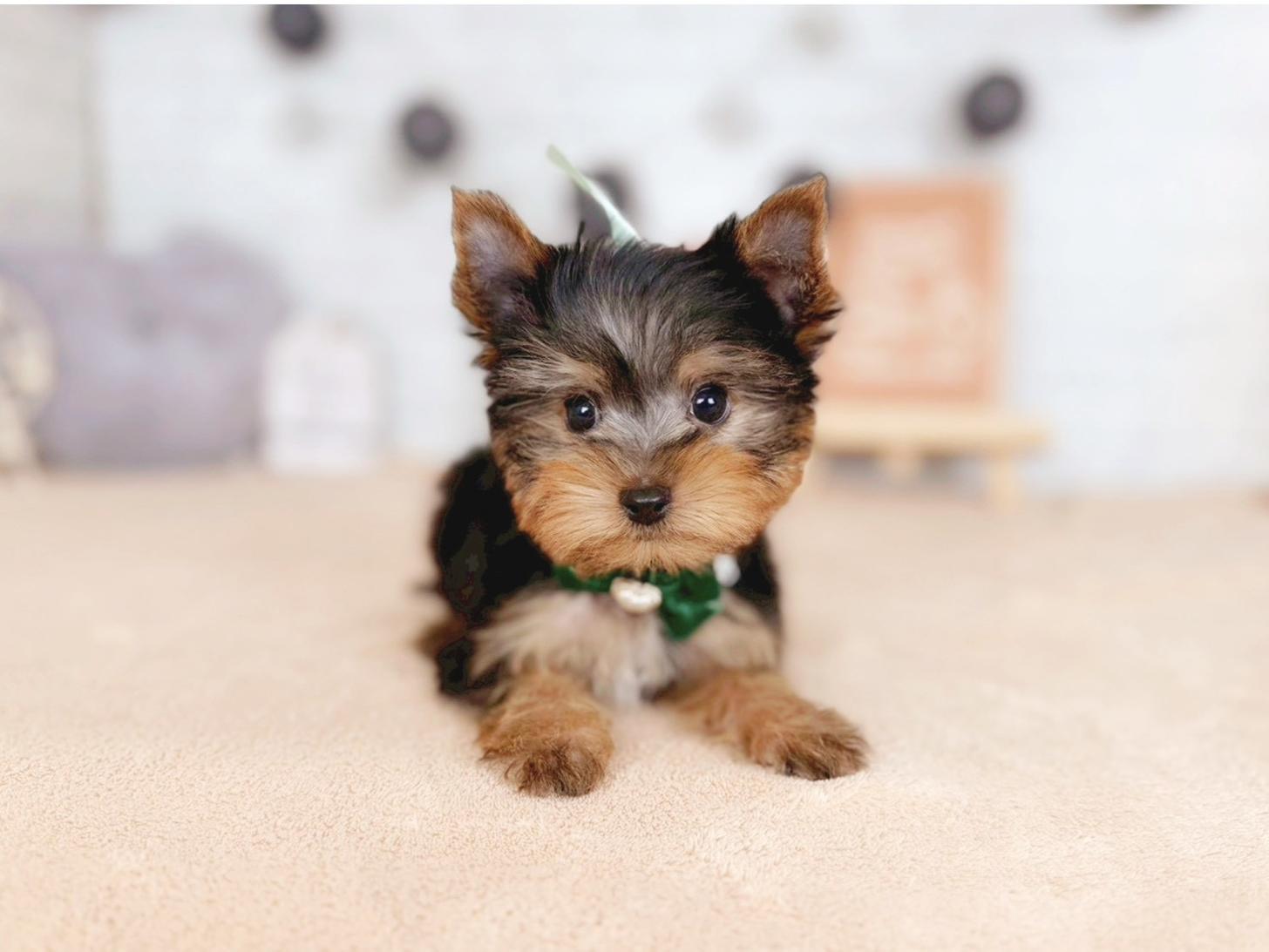 北海道のヨークシャーテリア (ペットショップだんぼ/2026年10月22日生まれ/男の子/スチールブルータン)の子犬