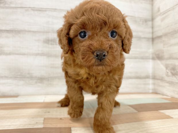 新潟県のトイプードル(トイ) (竹内ペット 新津本店/2026年1月5日生まれ/女の子/レッド)の子犬の1枚目の画像