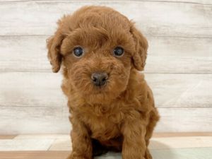 新潟県のトイプードル(トイ) (竹内ペット 新津本店/2026年1月5日生まれ/女の子/レッド)の子犬の2枚目の画像