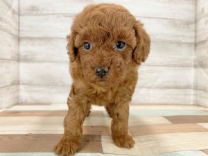 新潟県のトイプードル(トイ) (竹内ペット 新津本店/2026年1月5日生まれ/女の子/レッド)の子犬の3枚目の画像