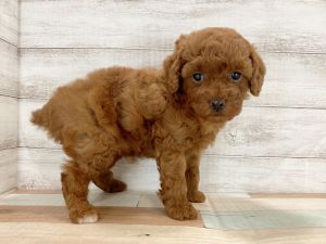 新潟県のトイプードル(トイ) (竹内ペット 新津本店/2026年1月5日生まれ/女の子/レッド)の子犬の4枚目の画像